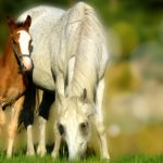 Poznáte súčasné trendy v chovateľstve? Viete, že existuje aj kozmetika pre kone?